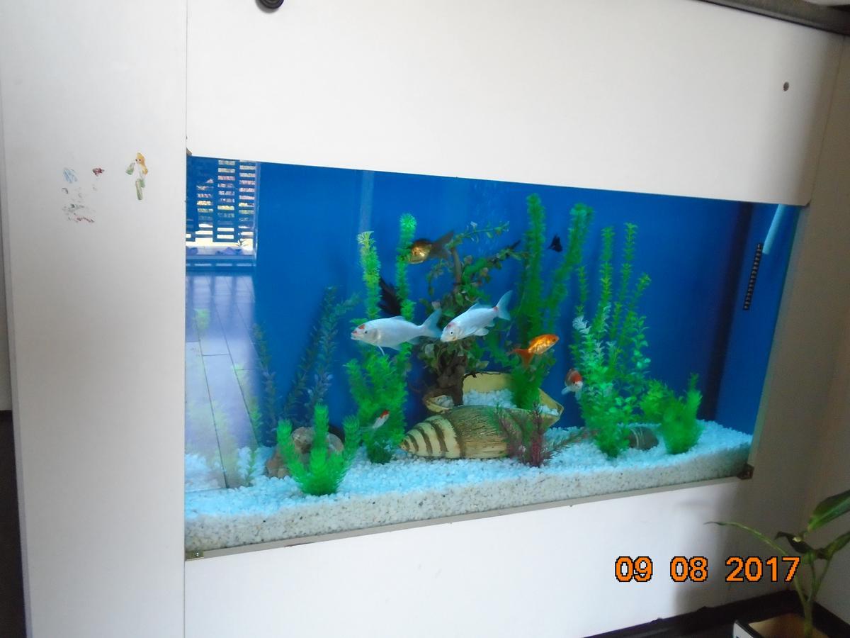 Guesthouse Kuzmanovic Guca Bagian luar foto